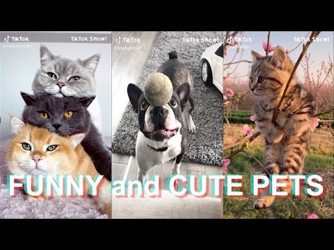 TikTok FUNNY and CUTE PETS Compilation 2 TikTok SHOW!