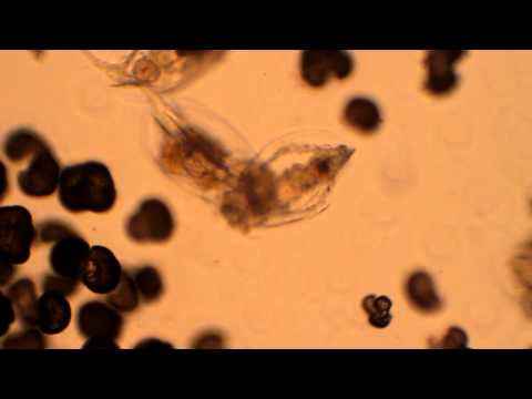 Rotifer Euchlanis sp.