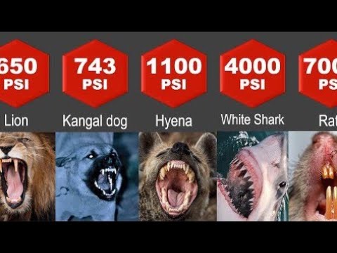 Animals Bite Force Comparison | Most powerful bites in the world | Bite Force Comparison
