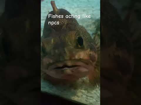 Fishes acting like npcs #npc #funny #fun #memes #shorts