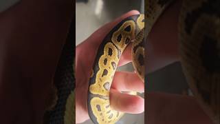 🥵🥵🥵 #ballpython #clownballpython #royalpython #reptiles #snake ##ballpythonmorph #pets #petlovers