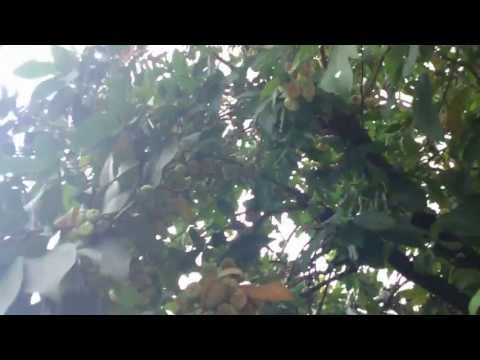 Xperia Z ultra Video Sample(normal)