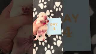 Baby frenchie from 1 to 10 days Growth stages! #shorts   #puppygrowth