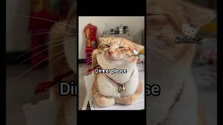 Inner peace #cat #funny #hellokitty #memes #kitten #foryou #fyp #trending #viral #catmemes