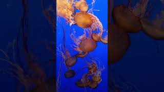 Isn’t it magical?💙#oceanmagic                                   #underwaterwonders #jellyfishbeauty