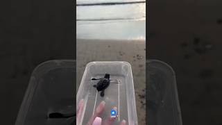 A Young Boy’s Heartwarming Act of Kindness 🐢❤️ #ViralStory #SaveWildlife #trending