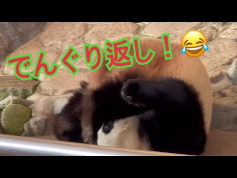 でんぐり返ししたり、ごろごろする楓浜が可愛すぎる🐼☺️(2022/12/16)