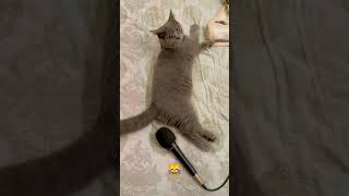 kucing kentut lucu banget 😆 cat fart