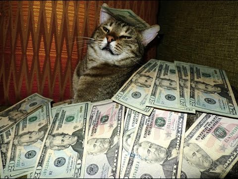 [ytpmv] cats and their money laundering schemes