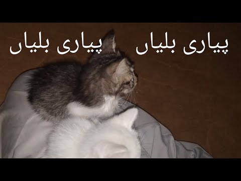 Cute kittens loves to play