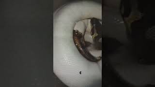 🤍🐍#snake #viralvideo #foryou #reptiles #animals #fypシ#piedballpython