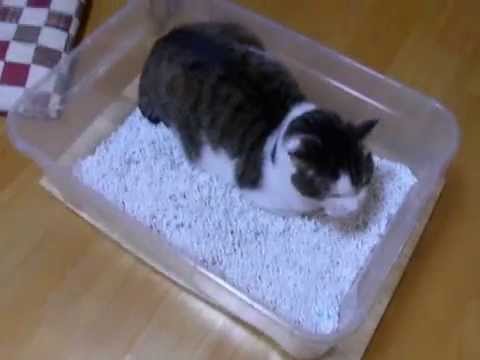 寛ぐ場所が違うけど