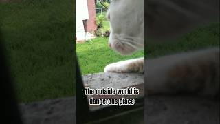 dangerous! #shorts #catstory #catproblems #catlife #cutecat