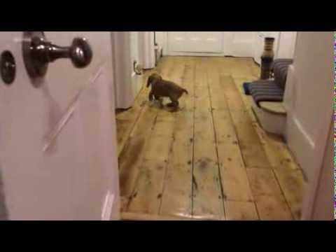 Ramsey (The Dog) Ball Skills