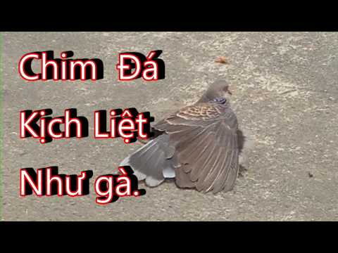 Chím đá nhau như gà  - Birds fighting - Tremenda pelea de pajaros .