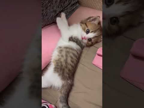 Cute cat 🎬✨#SnappyWorld #Shorts #Kittens #CuteCats #FunnyKittens#Cat#Meow#meo#viral #funny #cute