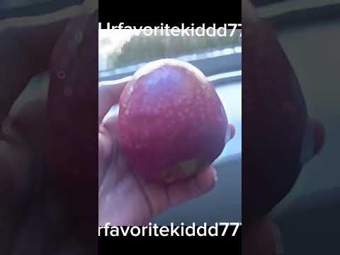 Here’s ur apples @glistenmakesedits :) #fypシ゚viral #apple #thirsttrap #growagarden