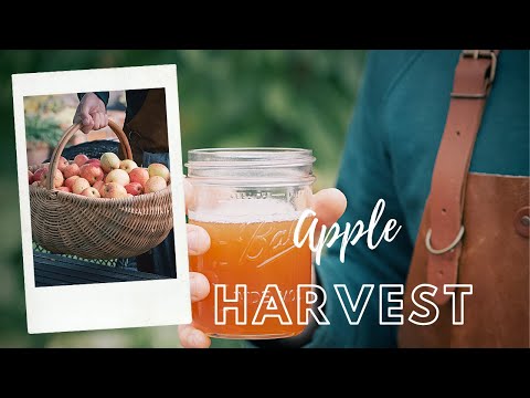 #1 Apple harvest and homemade apple jelly with thyme