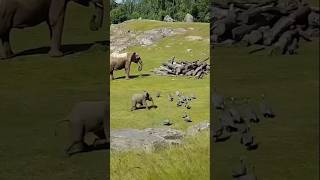Cute Baby Elephant Survive Without Mother #shorts #ytshorts