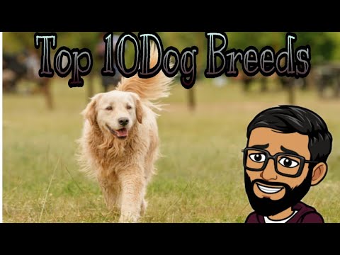 Top 10 Dog Breeds.....