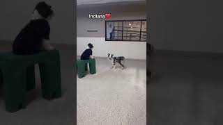 Let’s see what Australian Shepherds we have at dog daycare today! #dogshorts #dogdaycare #doglover