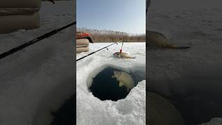 winter fishing for carp😍🔥