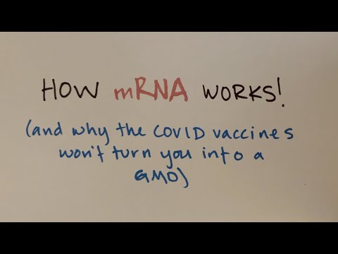 How mRNA works (and why mRNA vaccines won't turn you into a GMO)