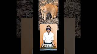 OMG 😲 cute cat 🐈 is singing, outstanding music,#viralcatsong#todaybestyt#justpost#top #newvideo#cute