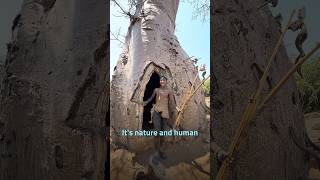Alien Trees on Earth? The Baobabs of Madagascar - One of the World’s Most Unreal Places!