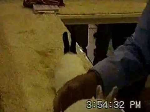 The Runaway Show Rabbit