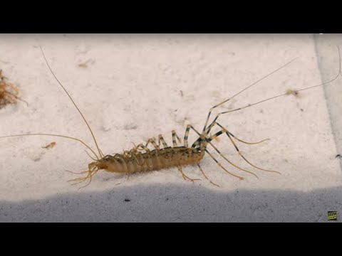 MEET OF THE HOUSE CENTIPEDE AND 10 FLIES! [Live feeding!]