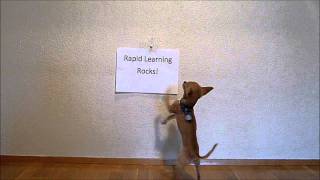 Rapid Learning:  Chihuahua gets excited with Rapid Learning