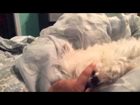 My dog bootsie