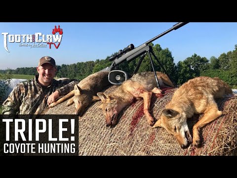 Triple!!! Coyote Hunting