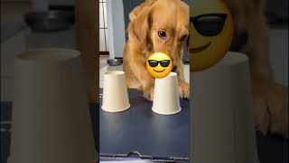 ..#dogaccessories #follow #dogal #dog_features #follow4follow #dogadventures #dog #follow4fo #intags