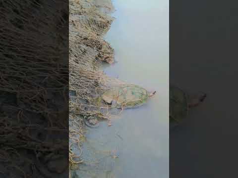 fishing short#viral #subscribers #channelgrow