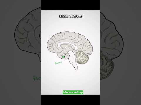 Brain Anatomy #knowledge #shortsfeed #viralshorts #ytshorts