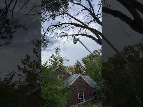 Rigging down tree close to house #arborist #chainsaw #stihl #tree