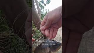 Mancing jaring di rawa-rawa #shorts