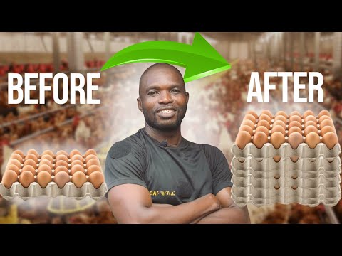 STEAL These Tips To Make Your Chickens Lay More Eggs