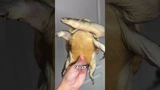 In fact,the turtle’s head does not retract directly into the shell.#animals #funnyanimal #turtle