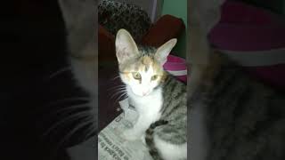 Rasool Allah says #ytshortsindia #shortvideoviral #catsloversworld #cutenessworld ASA
