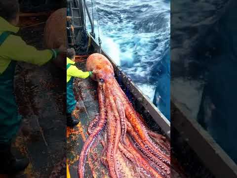Giant Sea Monsters Caught by Fishermen! 🐙🎣#GiantSeaCreatures #FishingDiscoveries #OceanMysteries