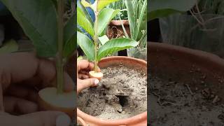 guava tree by air layering using a potatoes🥔 #guava #propagate_guava_tree