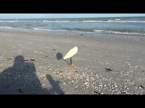 Sanibel Florida Beach