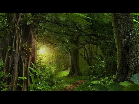 forest sounds🌲, calm, nature ambience, relaxing music, focus, meditation, sleep.☘️