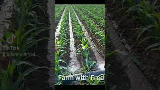 Furrow irrigation in maize farming