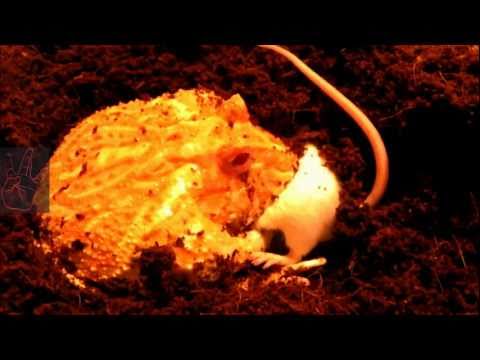 Pacman double mouse feed