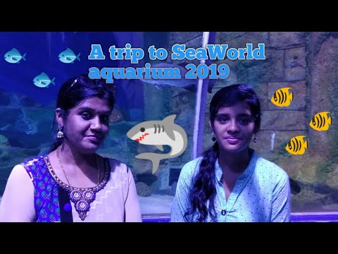 A trip to SeaWorld aquarium 2019/Kars kickers