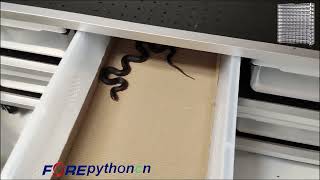 Welcome to Forepythoncn!  #snakes #reptiles #kitchen #40gallon #snakeracks #tank #home #snake